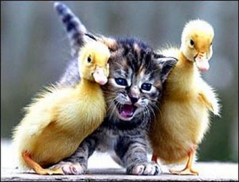baby-ducks-n-kitty.jpg